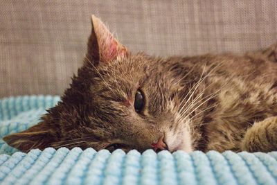 Close-up of cat relaxing