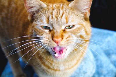 Close-up portrait of cat