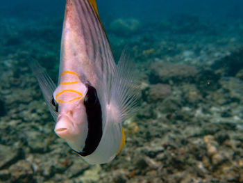 Close-up of fish swimming in sea