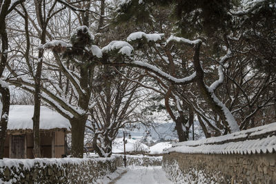 Bird perching on bare tree during winter