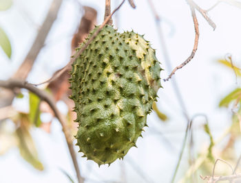 Close-up of plant growing on tree