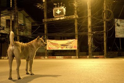 Horse at night