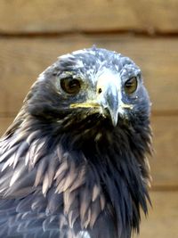 Close-up portrait of owl