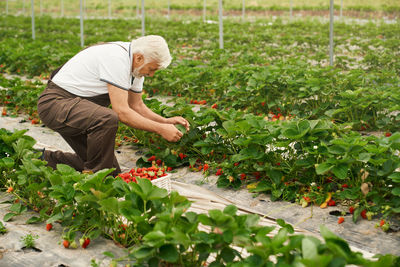 Man working by plants
