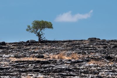 Tree on field against clear sky