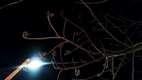 Low angle view of illuminated tree against sky at night