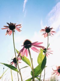 Low angle view of pink flowers blooming against sky