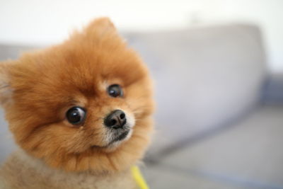 Close-up portrait of cute pomeranian sitting on sofa