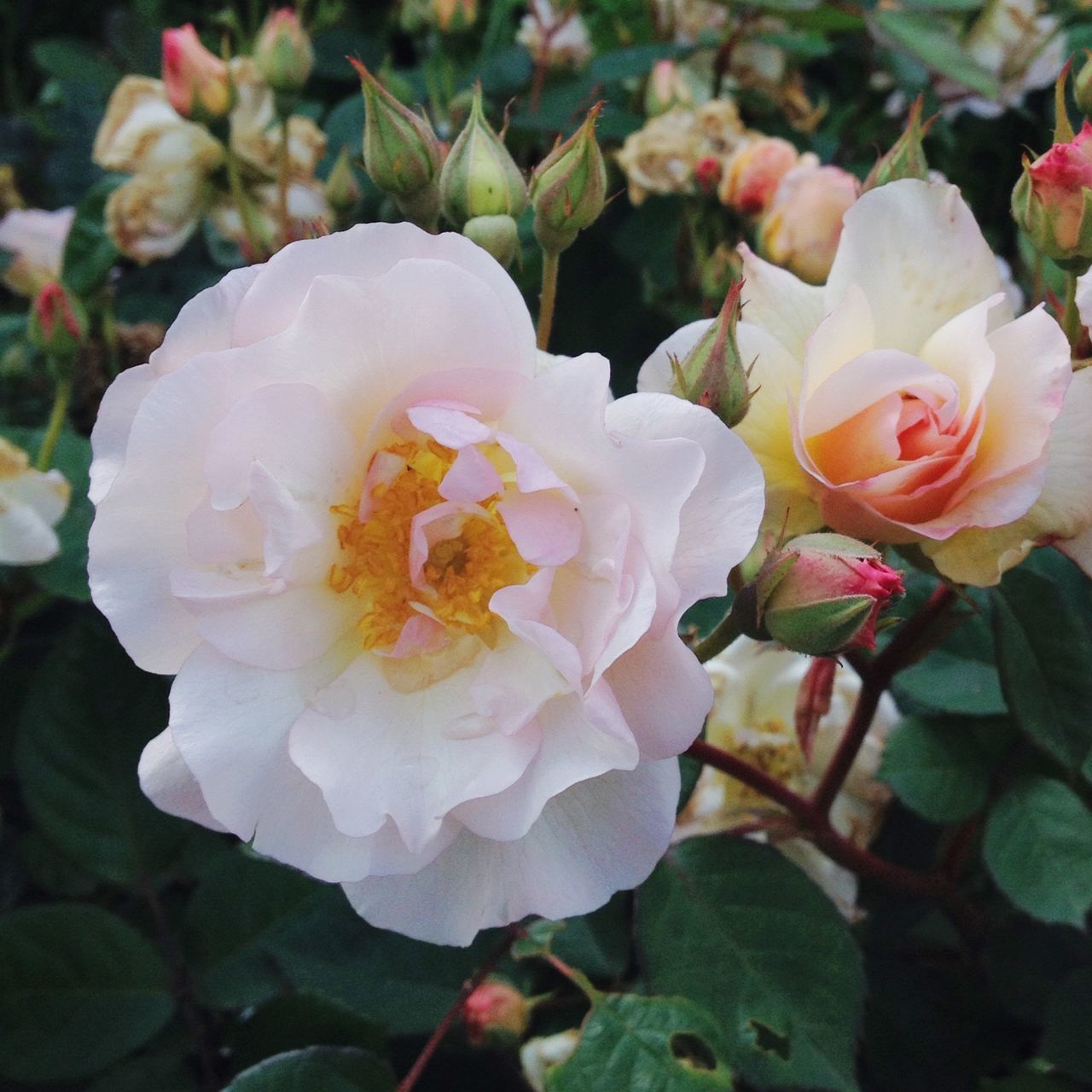 flower, petal, freshness, fragility, flower head, beauty in nature, growth, close-up, blooming, nature, rose - flower, pink color, in bloom, focus on foreground, leaf, plant, white color, high angle view, park - man made space, blossom