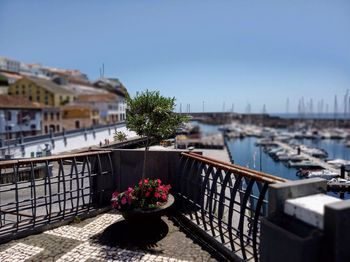 Flower plants by railing against buildings in city