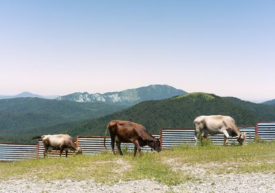 Cows in a mountain range against clear sky