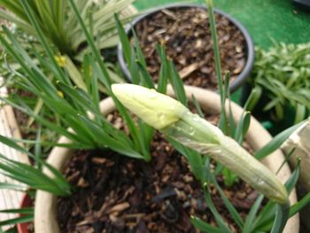 Close-up of insect on plant