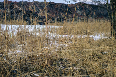 Scenic view of lake in winter