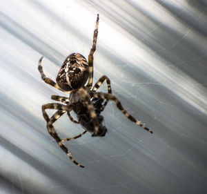 Close-up of spider on web