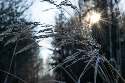 Close-up of stalks against the sky