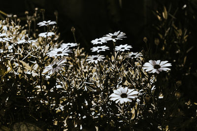 Close-up of white flowering plants