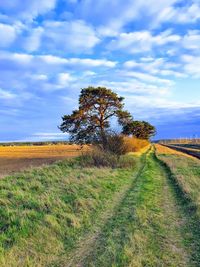 Tree on field against sky