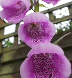 Close-up of pink flower blooming