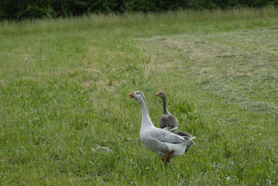 View of birds on grass, family of geese