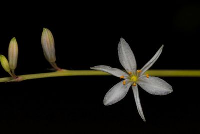 Close-up of white flowers