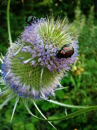 Close-up of insect on flower