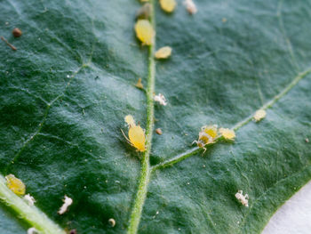 Close-up of yellow flowering plant