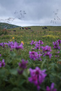 Purple flowering plants on field against sky