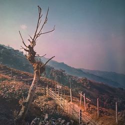 Close-up of tree against sky at sunset