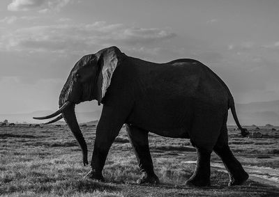 Close-up of elephant standing on field against sky
