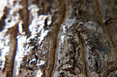 Full frame shot of tree trunk