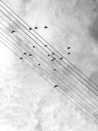 Low angle view of birds flying against sky