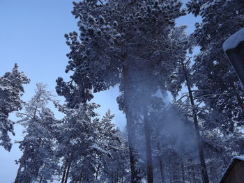 Low angle view of trees in forest during winter