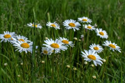 Close-up of white daisy flowers in field