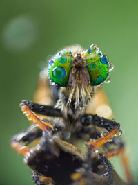 Close-up of spider on flower