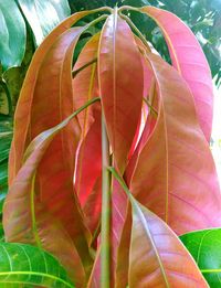 Close-up of leaves