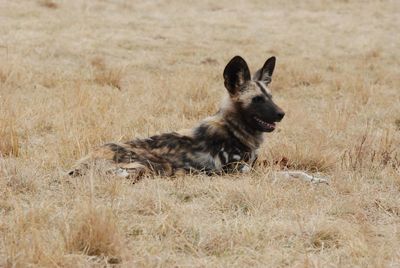 African wild dog resting on grassy field
