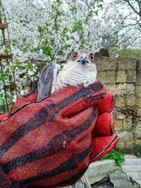 Close-up of a bird