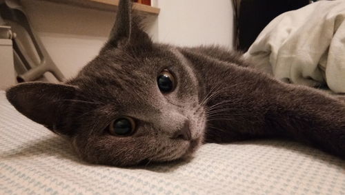 Close-up portrait of cat