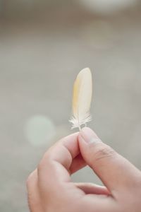 Close-up of hand holding dandelion against white background