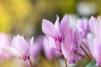 Close-up of pink flowering plant