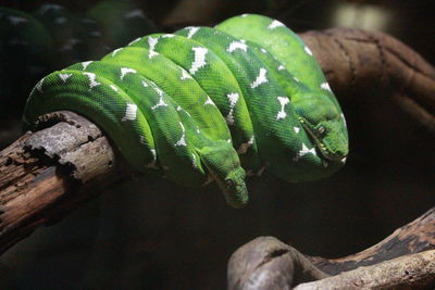 Close-up of snake on plant