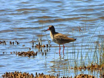 Birds on the lake