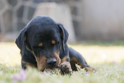 Close-up of a dog on field