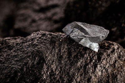 Close-up of dried leaf on rock