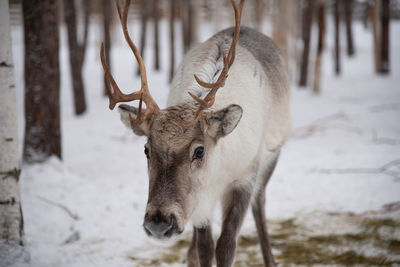 Deer in rovaniemi, finland