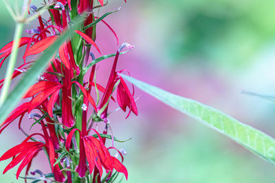 Close-up of plant with red leaves