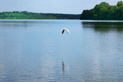 Bird flying over lake