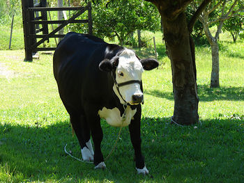 Cow standing in a field