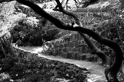 Close-up of tree growing by wall in forest