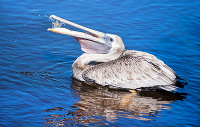 Duck swimming in lake